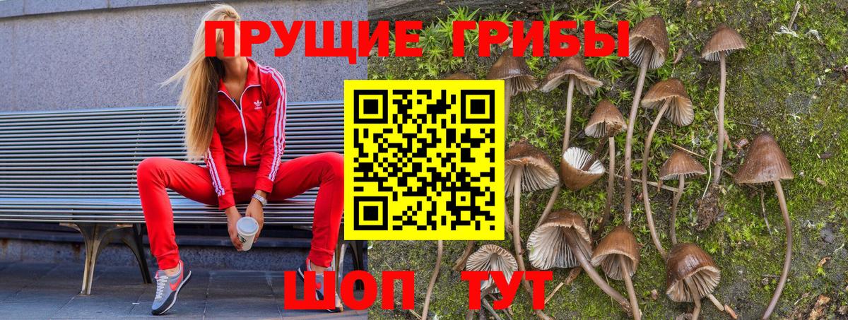 Фрязино  Псилоцибиновые грибы GOLDEN TEACHER  Вход с VPN 